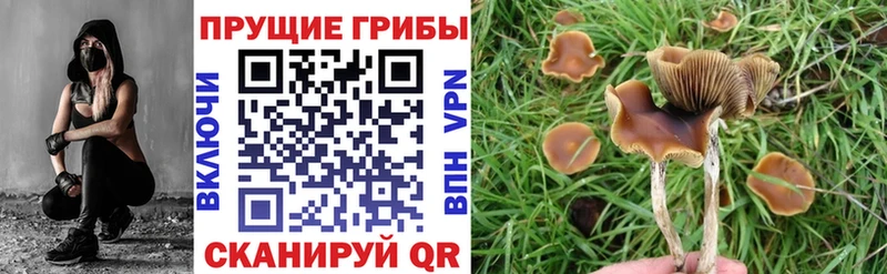 Купить  Данилов  Галлюциногенные грибы Psilocybine cubensis 